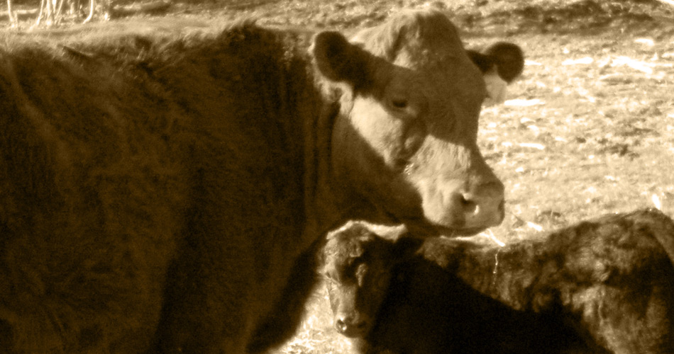 Three Forks Cattle Company